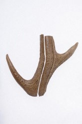 Antler Pictures