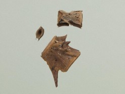 Vertebra of yellowtail Pictures