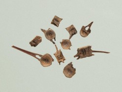 Vertebra of flounder Pictures