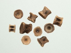 Vertebra of shark Pictures