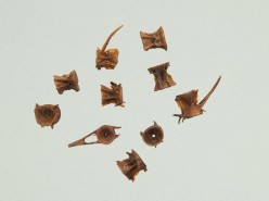 Vertebra of pacific herring Pictures