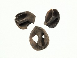 Walnut Pictures