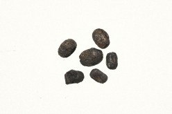 Azuki bean Pictures