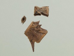 ブリ属の椎骨の写真