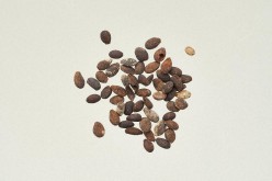 マタタビ属種子の写真
