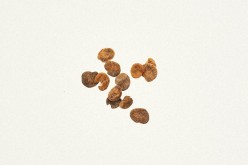 ナス属種子の写真